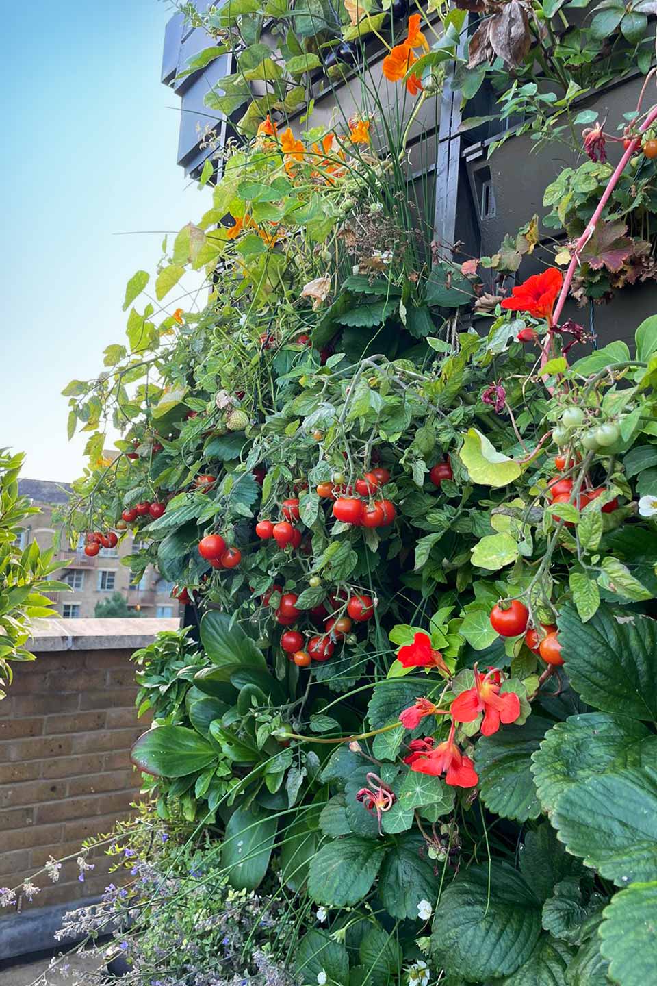 Potager Green Wall yields seasonal vegetables, fruits and herbs