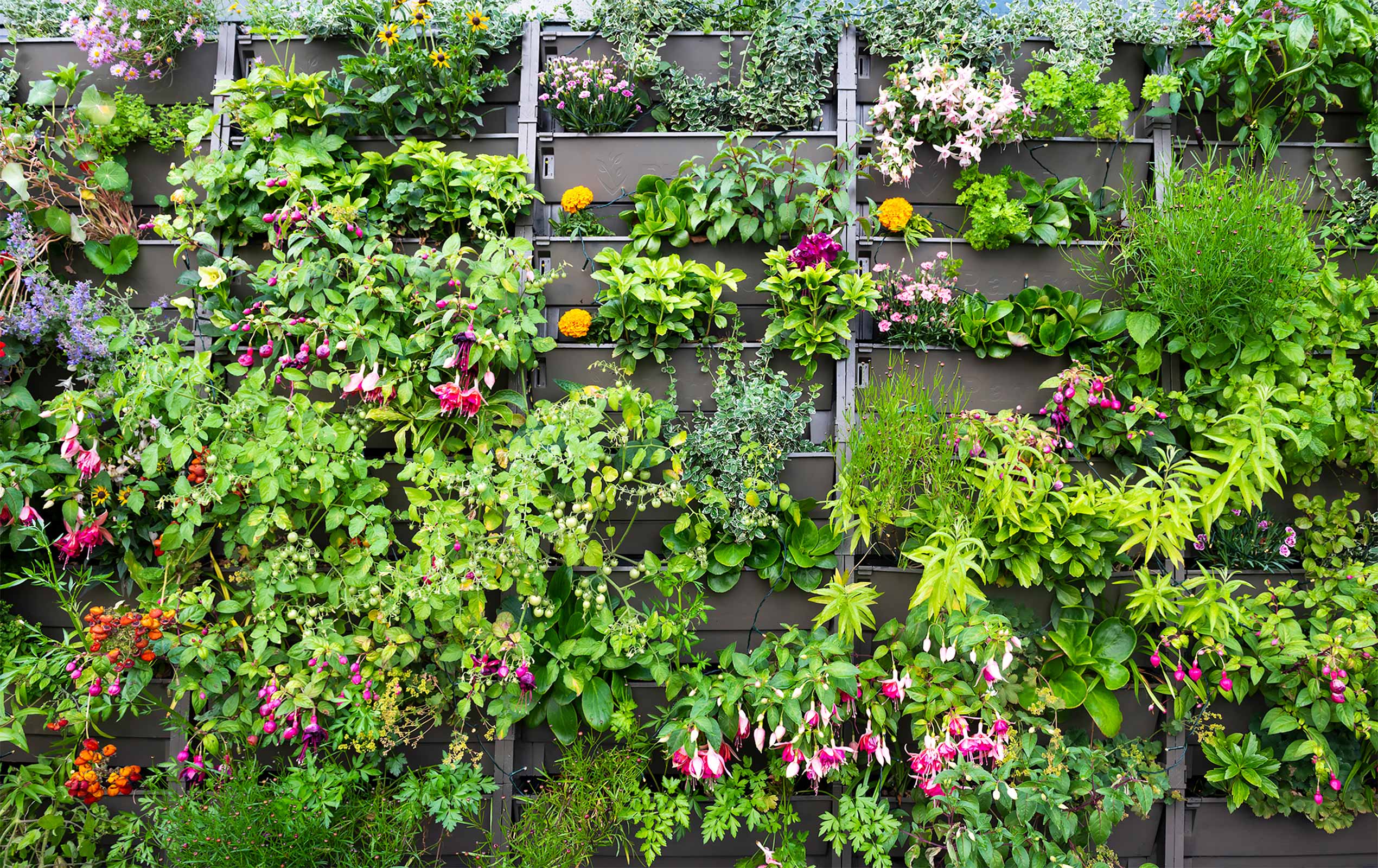 Potager Green Wall designed by Maïtanne Hunt